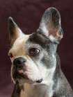 Frenchton dog studio portrait. Art Print